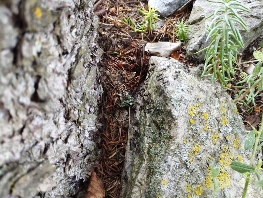 ameisen_vertreiben_bekaempfen_entfernen