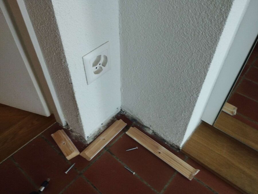 ameisen_vertreiben_bekaempfen_entfernen