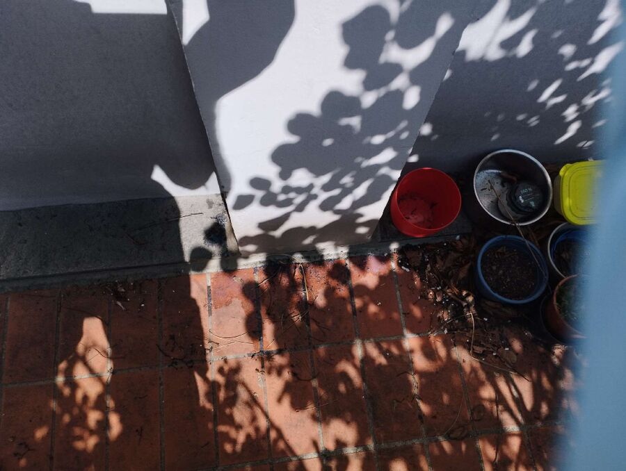 ameisen_vertreiben_bekaempfen_entfernen