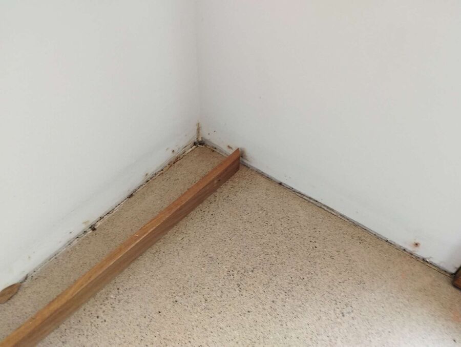 ameisen_vertreiben_bekaempfen_entfernen