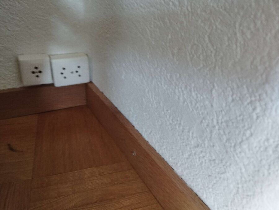 ameisen_vertreiben_bekaempfen_entfernen