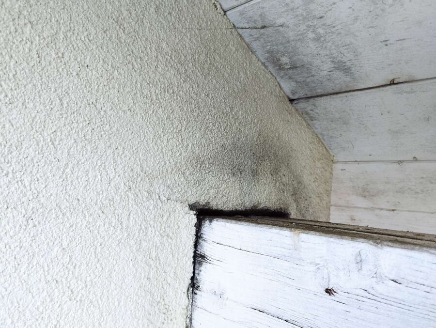 ameisen_vertreiben_bekaempfen_entfernen