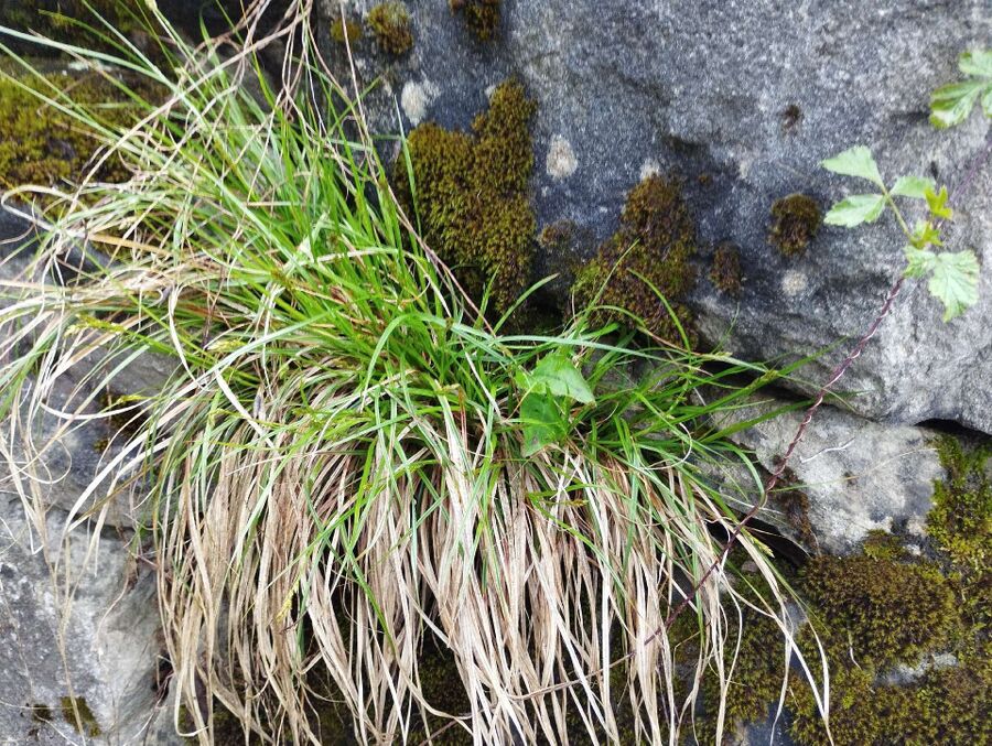 ameisen_vertreiben_bekaempfen_entfernen