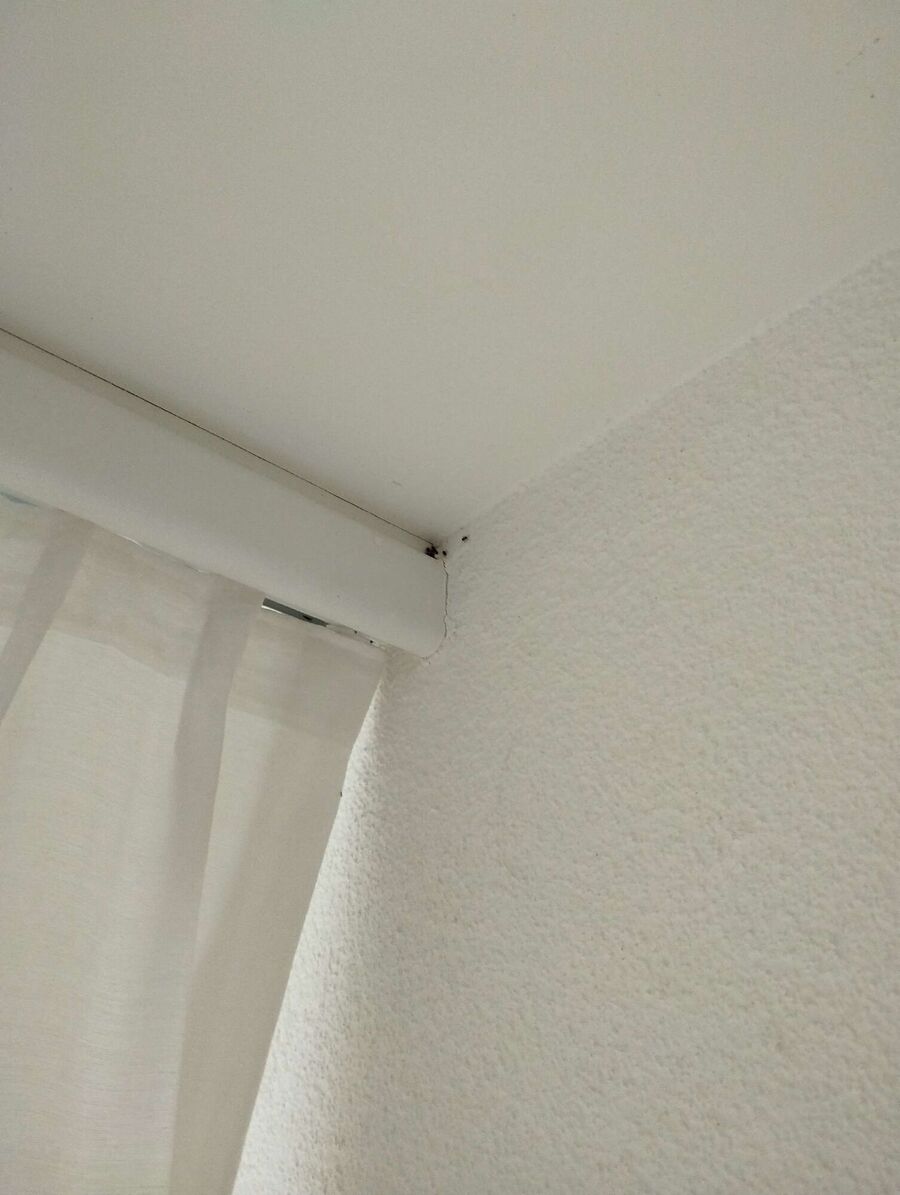 ameisen_vertreiben_bekaempfen_entfernen