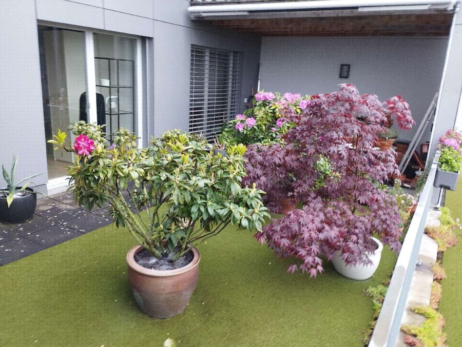 ameisen_vertreiben_bekaempfen_entfernen