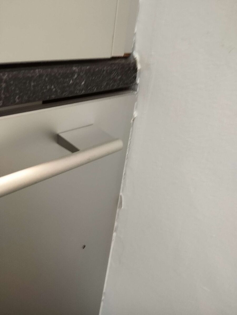 ameisen_vertreiben_bekaempfen_entfernen