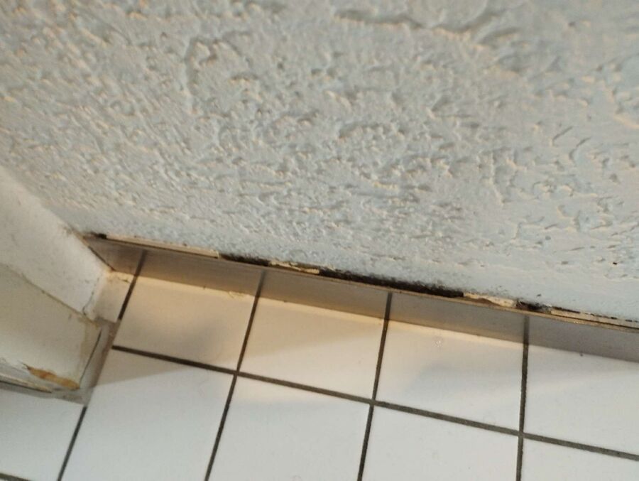 ameisen_vertreiben_bekaempfen_entfernen