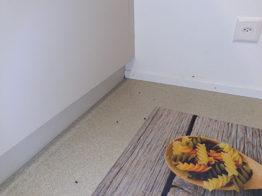 ameisen_vertreiben_bekaempfen_entfernen