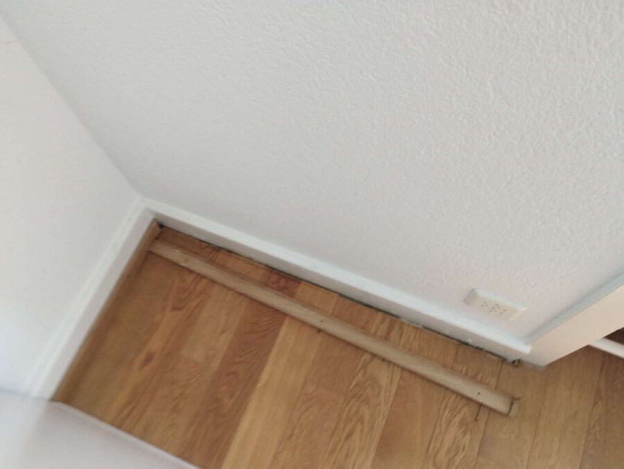 ameisen_vertreiben_bekaempfen_entfernen