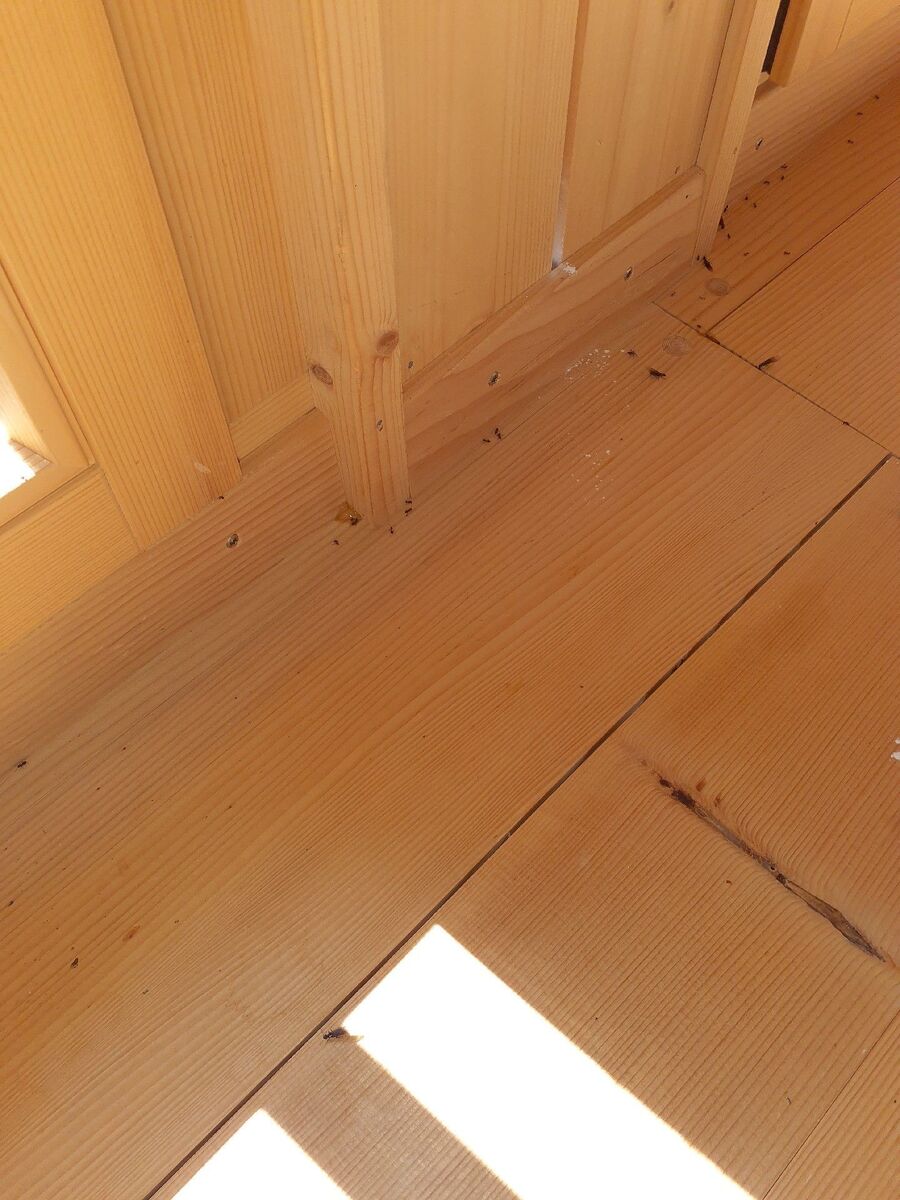 ameisen_vertreiben_bekaempfen_entfernen