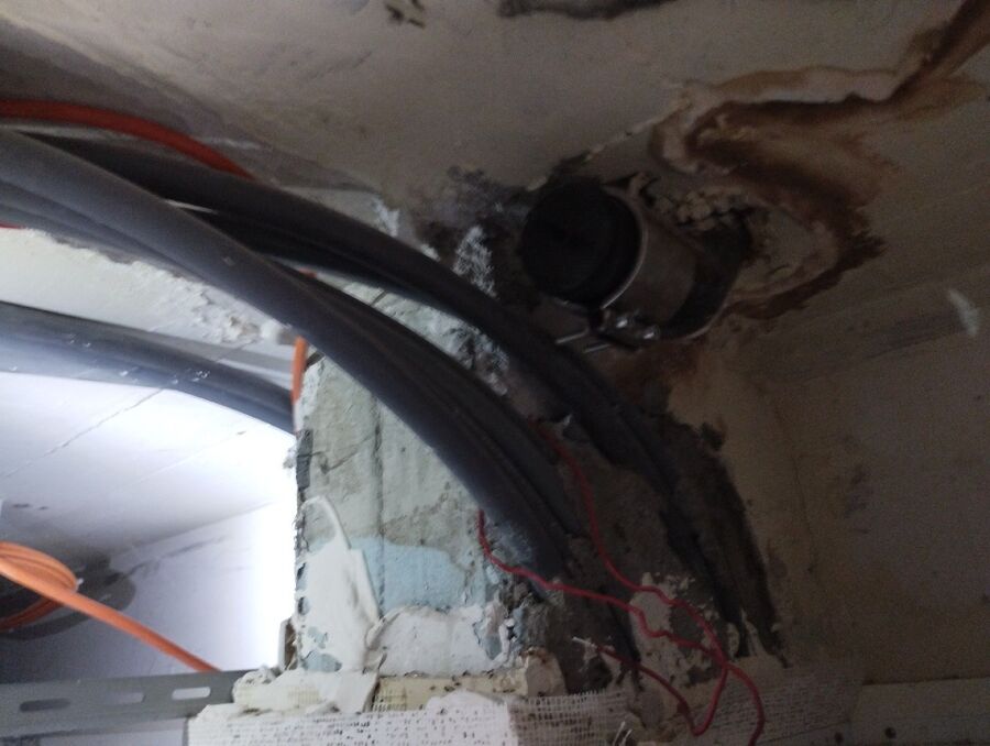 ameisen_vertreiben_bekaempfen_entfernen